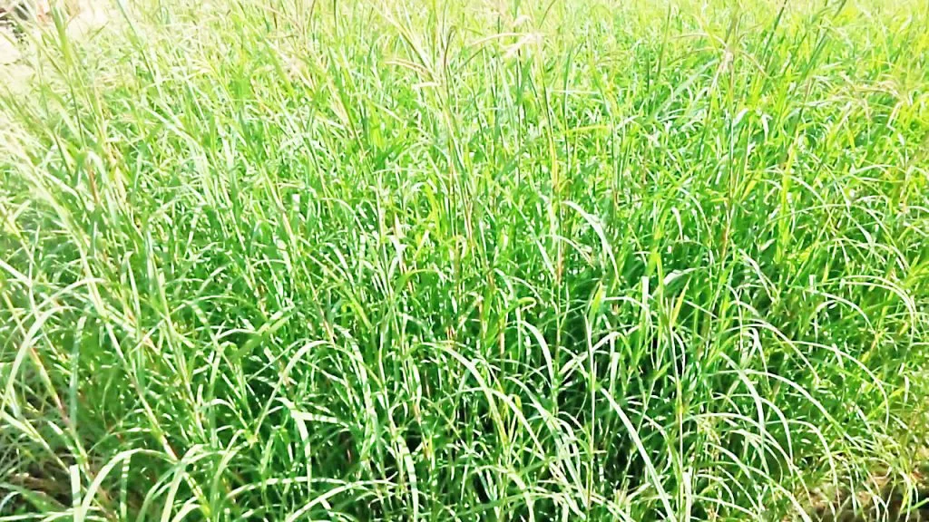 हिरव्या चाऱयाचे नियोजन करा भरपूर दूध उत्पादन मिळवा