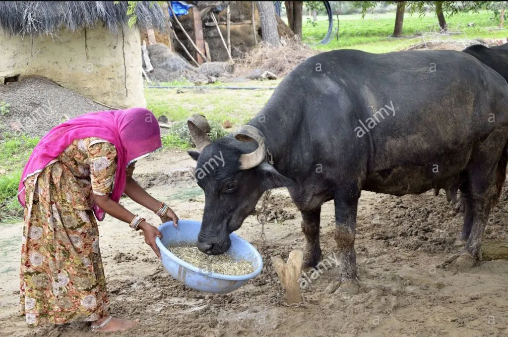 जनावरांना फळभाजी घालताना दक्षता घ्या