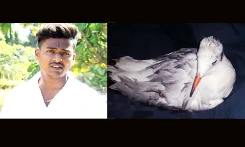 मालवणात स्थलांतरित पक्षी कुवरला युवकाकडून जीवदान