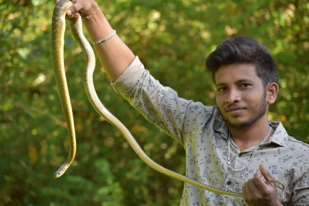 पिरनवाडी येथे घरामध्ये पकडला साप