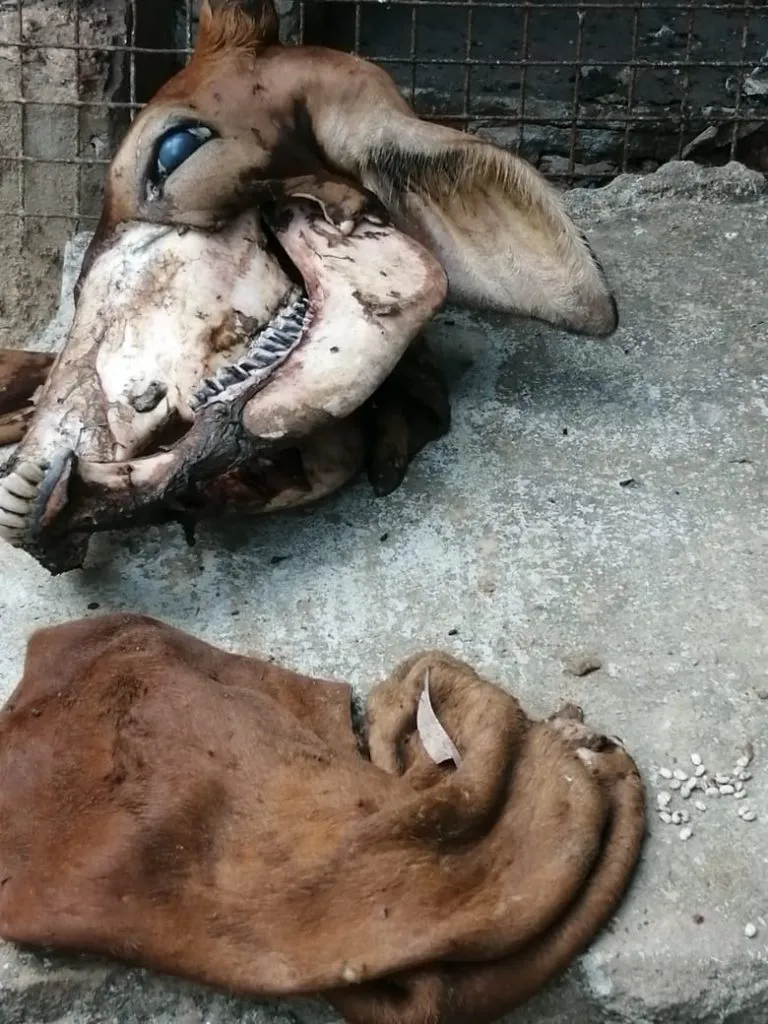 लॉकडाऊनच्या काळात सासष्टीत जर्सी गायींची चोरी