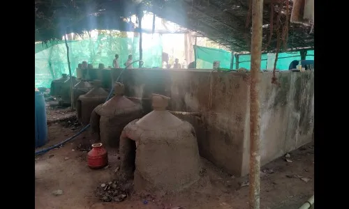 पेडणे तालुक्मयात काजू उत्पादनात घट, काजू उत्पादक यांना चिंता