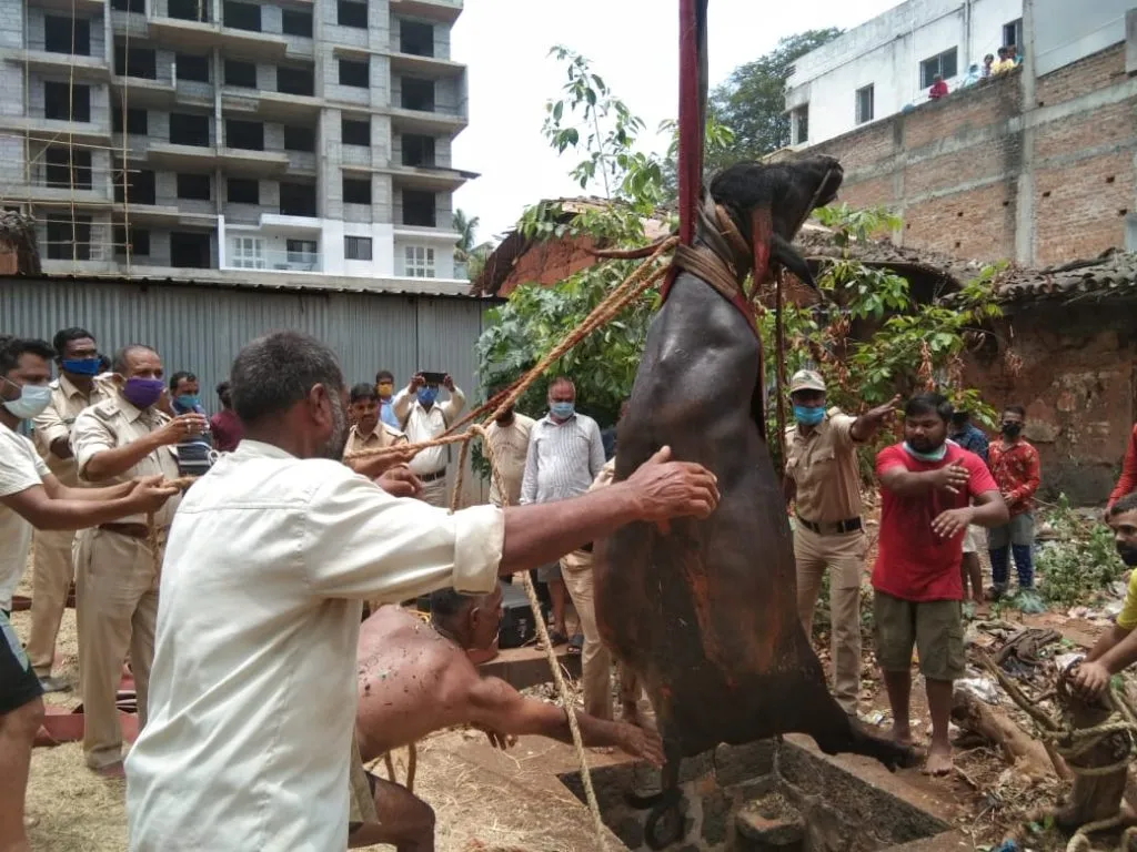 विहिरीत पडलेल्या म्हशीला जीवदान