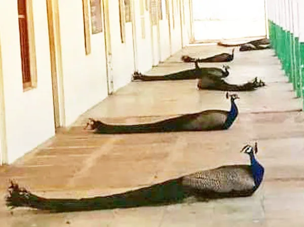 यांच्याकडून तरी शिका…