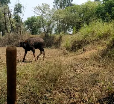 विहीरीत पडलेल्या गव्यास जीवदान, बाहेर येताच दोघांवर हल्ला