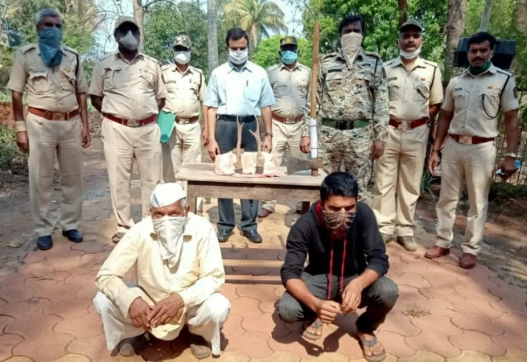 सांबराची शिंगे चोरून नेल्याप्रकरणी दोघांना अटक