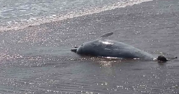 दापोलीत दोन डॉल्फिनचा मृत्यू