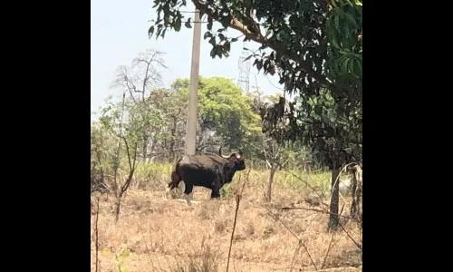 शाहूपुरी परिसरात रानगव्यांचा वावर