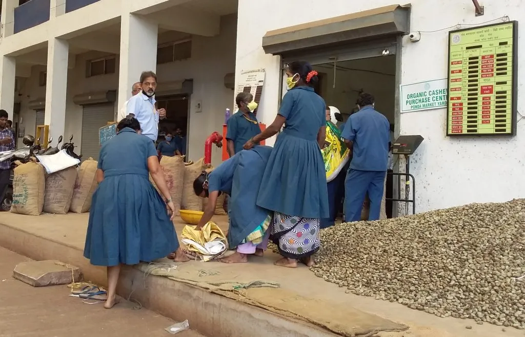 गोवा बागायतदारकडून सतराशे टन काजू खरेदी