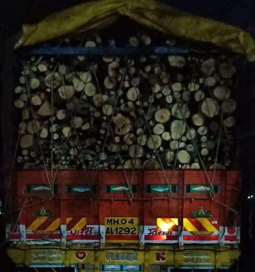 वडजलनजीक लाकडाची वाहतूक करणारा ट्रक जप्त; वनविभागाच्या पथकाने केली कारवाई