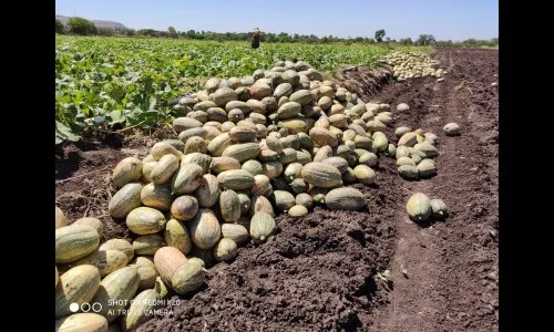 लॉकडाऊनमुळे औंध येथे 20 टन भोपळा दारात पडून