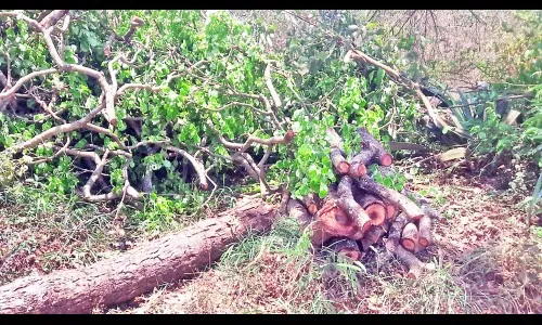 बेनकनहळ्ळी-आनंदवन रस्त्यावरील मालकी जागेतील झाडे तोडली