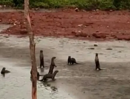 रत्नागिरीतील कर्ला, जुवे खाडी किनार्यावर उद मांजरांचे दर्शन