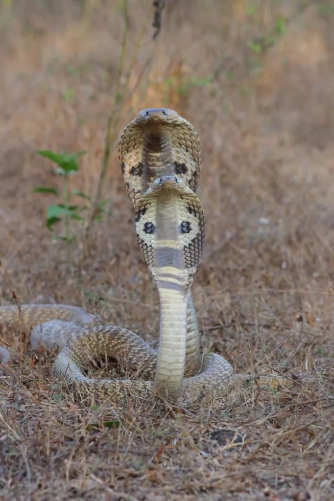 प्राणीमित्रांच्या जागृतीमुळे नागांचे बळी घटले