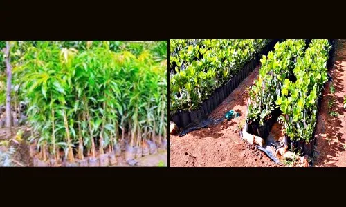 ‘लॉकडाऊन’मध्येही कलमांची विक्रमी विक्री