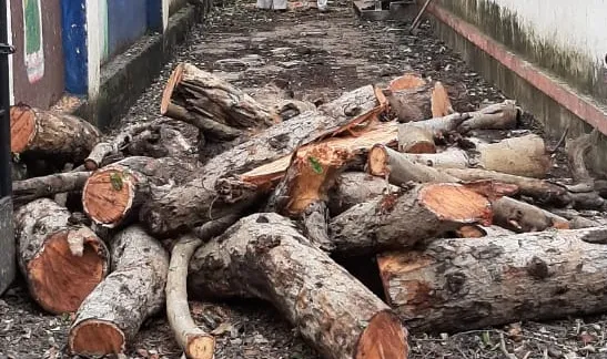 सोलापूर सिव्हिल रुग्णालय परिसरात विनापरवाना झाडांची कत्तल