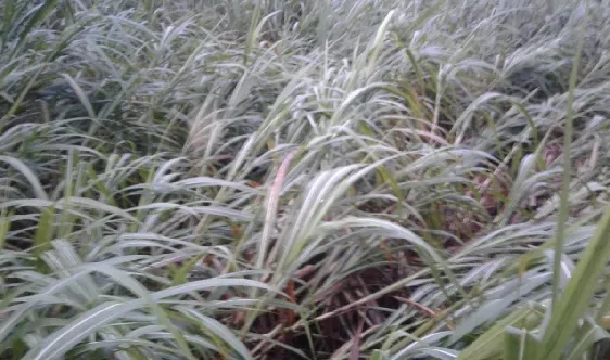 धामणी नदीने धोका पातळी ओलांडली, वीजपुरवठा खंडित