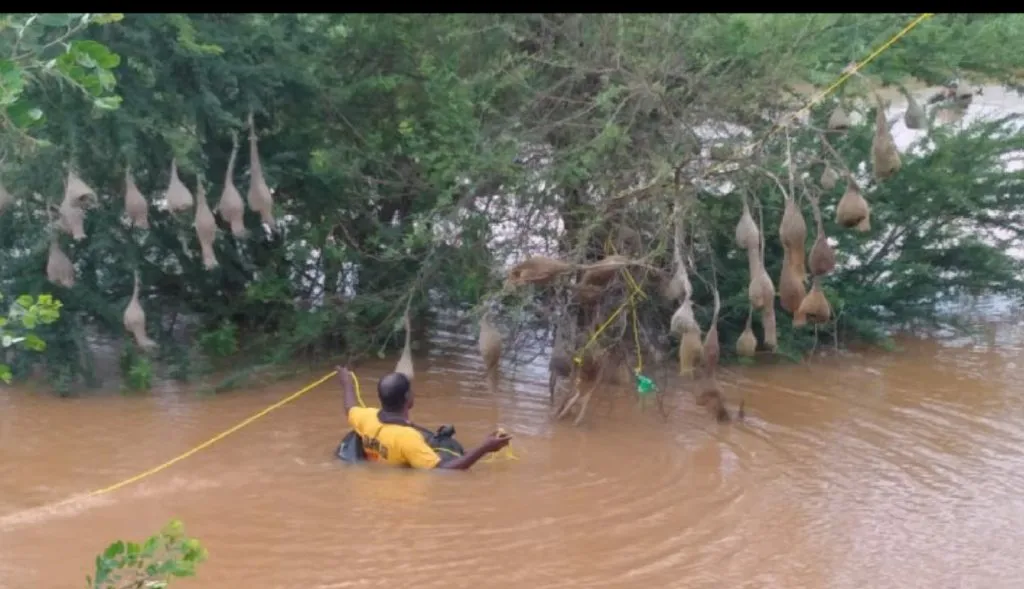 कोल्हापूर : रुईत पूरग्रस्त चिमणी-पाखरांना मिळालं जीवदान
