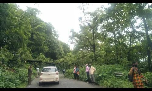 देवरुख-रत्नागिरी मार्गावर झाड कोसळल्याने 2 तास वाहतुक ठप्प