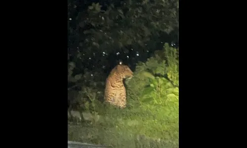 यवतेश्वर घाटात बिबटय़ाचे दर्शन