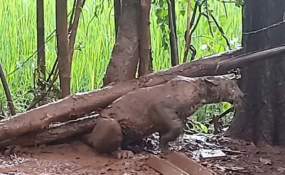 लांजा-खावडकरवाडीत तारेत अडकलेल्या बिबट्याची सुटका