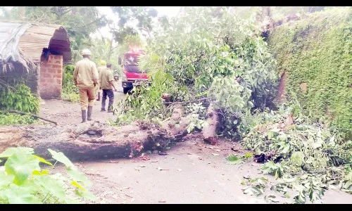 पेडणे तालुक्यात झाडांची पडझड