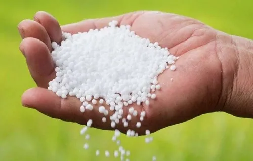 कोल्हापूर : युरिया खत टंचाईमुळे शेतकरी हवालदिल