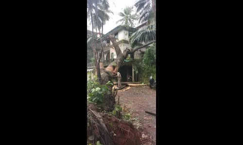 मेर्सिस वाडे वास्कोत वृक्ष कोसळून घराची हानी