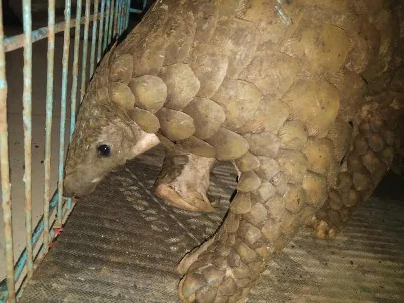 संगमेश्वर कसब्यातून तस्करांनी पकडले खवले मांजर