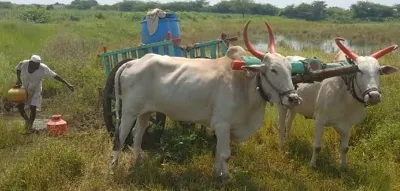 विद्युत वितरण व्यवस्थेचा मनमानी कारभार, शेतकऱ्यांना वालीच नाही