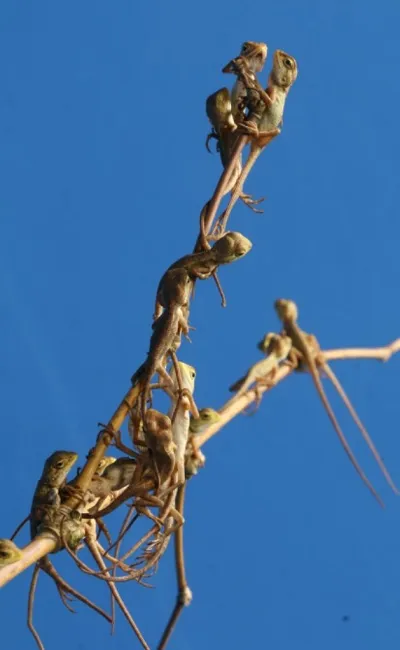 उंदरवाडीतील सर्पमित्रांच्या दक्षतेने सरड्याच्या २७ पिल्लांना जन्म