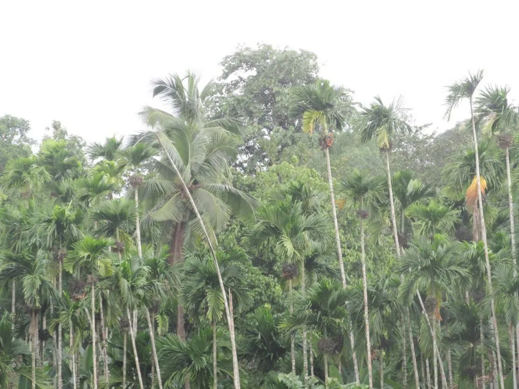 कोकणातील सुपारी बागायतदार आर्थिक संकटात