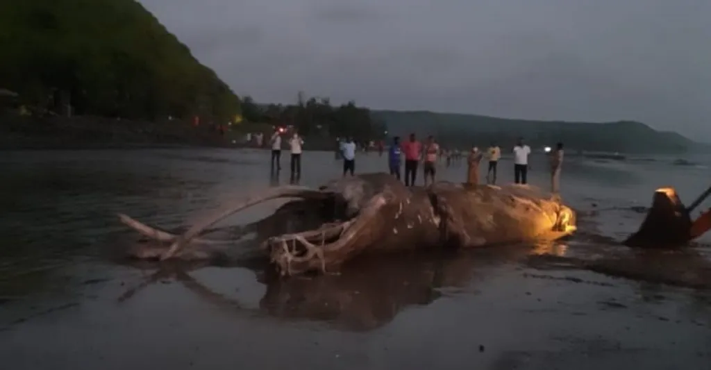 दापोलीत सापडला 37 फुटी व्हेल