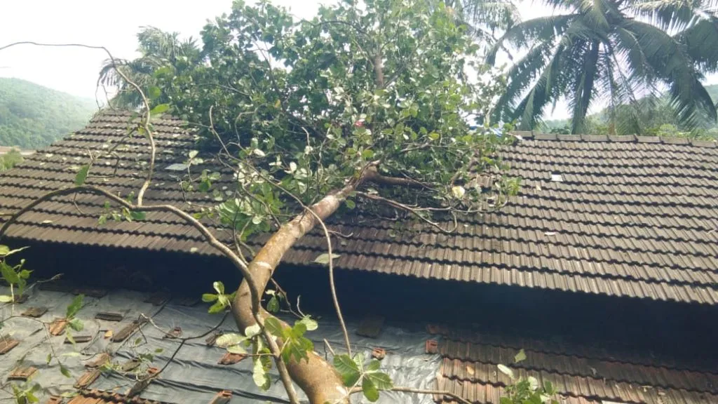 संगमेश्वर खाडीभागाला वादळी वाऱ्यासह मुसळधार पावसाचा तडाखा; झाडे कोसळली, लाखोंचे नुकसान