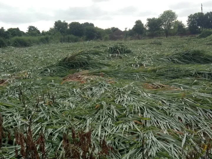 वादळी वारे आणि पावसाने बार्शी तालुक्यातील उस झोपला