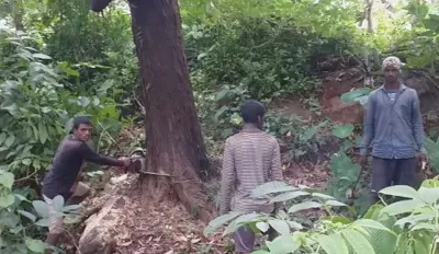 दापोली तालुक्यातील झाडे तोडणाऱ्यांवर कारवाईचे आदेश