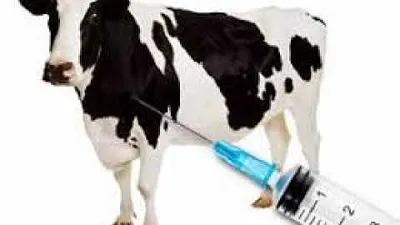 सातारा जिल्ह्यात लाळ-खुरकत रोग प्रतिबंधक लसीकरण कार्यक्रमाचे आयोजन