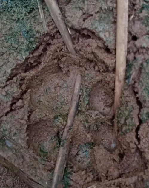 कोल्हापूर : वाकरेत बिबट्यासदृश्य प्राण्याच्या दर्शनाने परिसरात घबराट