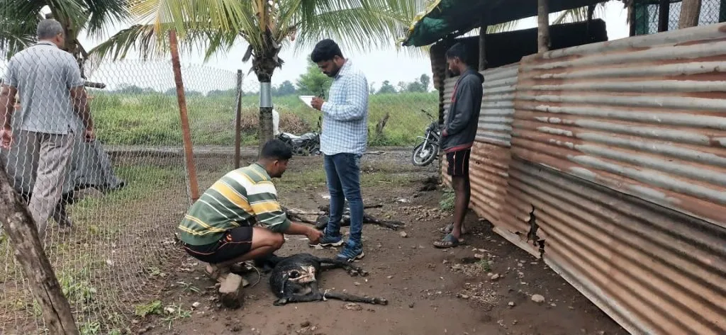 सातारा : बोरगाव येथे वन्य प्राण्यांच्या हल्ल्यात ६ शेळ्या ठार