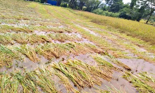 दहा हजार शेतकऱयांच्या भात पिकाची नासाडी