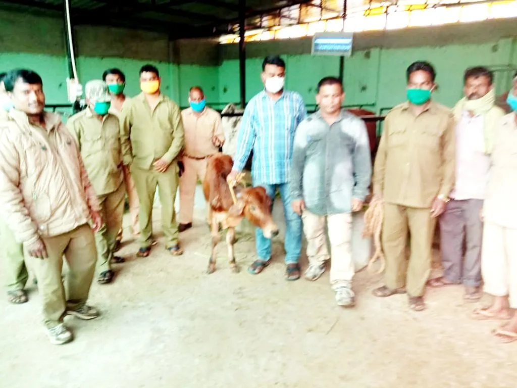 मनपा कर्मचाऱयांनी वाचवला वासराचा जीव