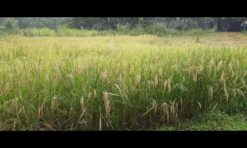 ग्रामविकास समिती अन् विश्वास गोंधळेकरांनी घडवली तांदूळ क्रांती!