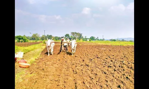 बटाटा बियाणे खराब दिल्याने शेतकऱयांना फटका