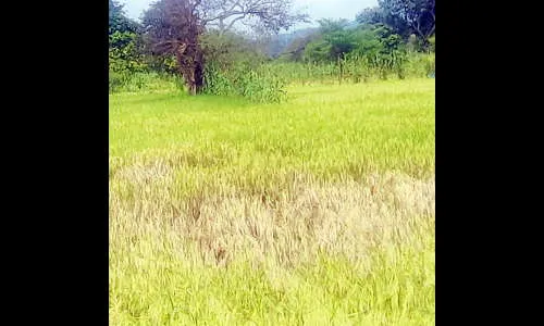 येळ्ळूर परिसरात भातांवर मावा रोगाचा प्रादुर्भाव