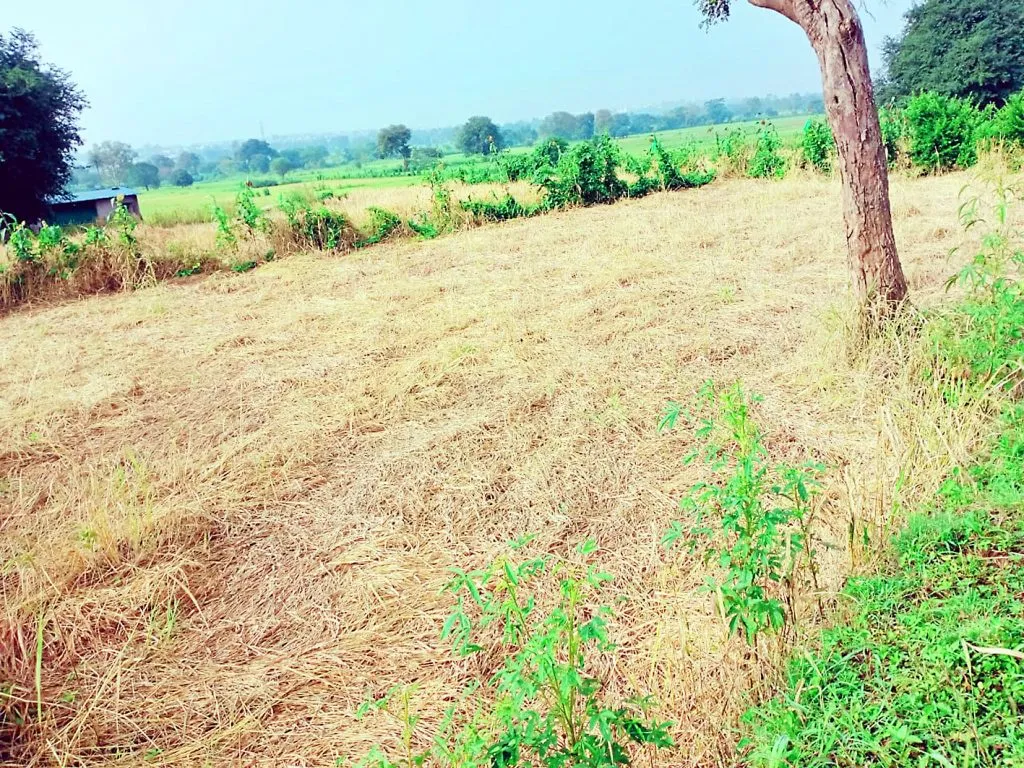 कंग्राळी बुदुक येथे डुकरांच्या कळपांचा आता शेतवडीत शिरकाव