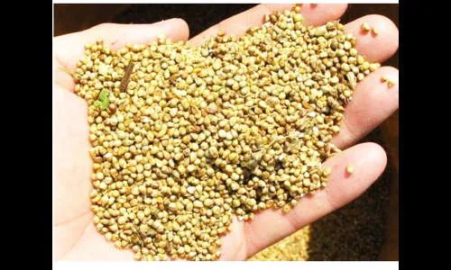 बियाणाच्या बाजरीने गाठली शंभरी