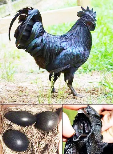 कडकनाथ घोटाळय़ात 5.82 कोटीची फसवणूक