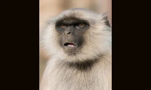 माकडतापाचे संकट यंदा गहिरे