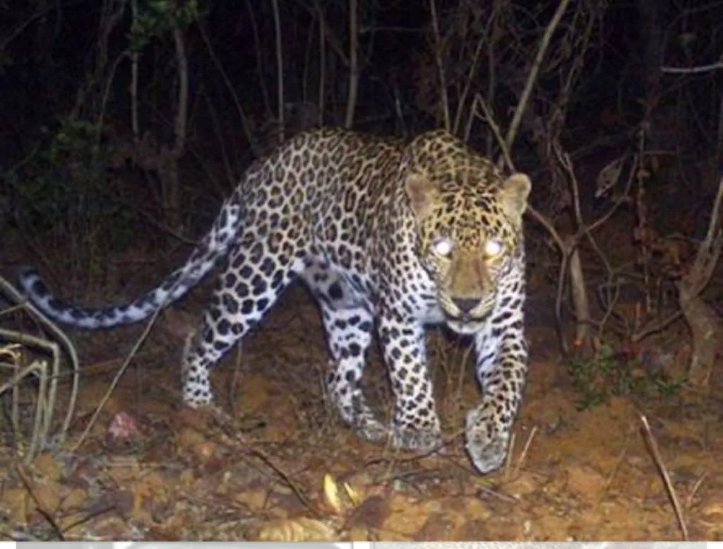 कराडमध्ये मेंढपाळासमोरच बिबट्यांचा मेंढ्यांवर हल्ला