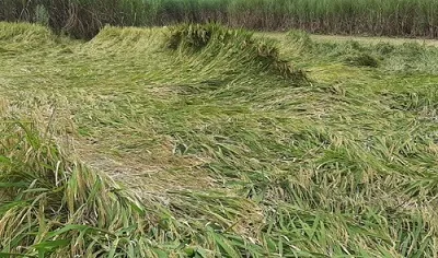 परतीच्या पावसाने शेतकऱ्यांचे आर्थिक गणित कोलमडले